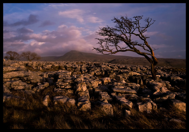 IMAGE: http://sueberry.smugmug.com/photos/265964185_t5b3H-L.jpg